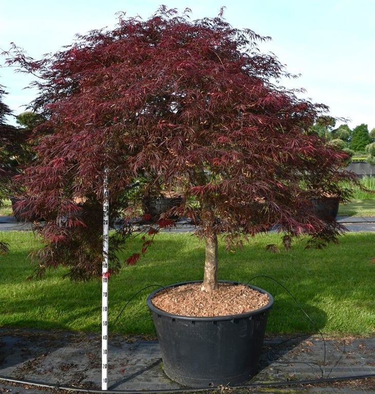 Acer pal. 'Inaba-shidare', D 90