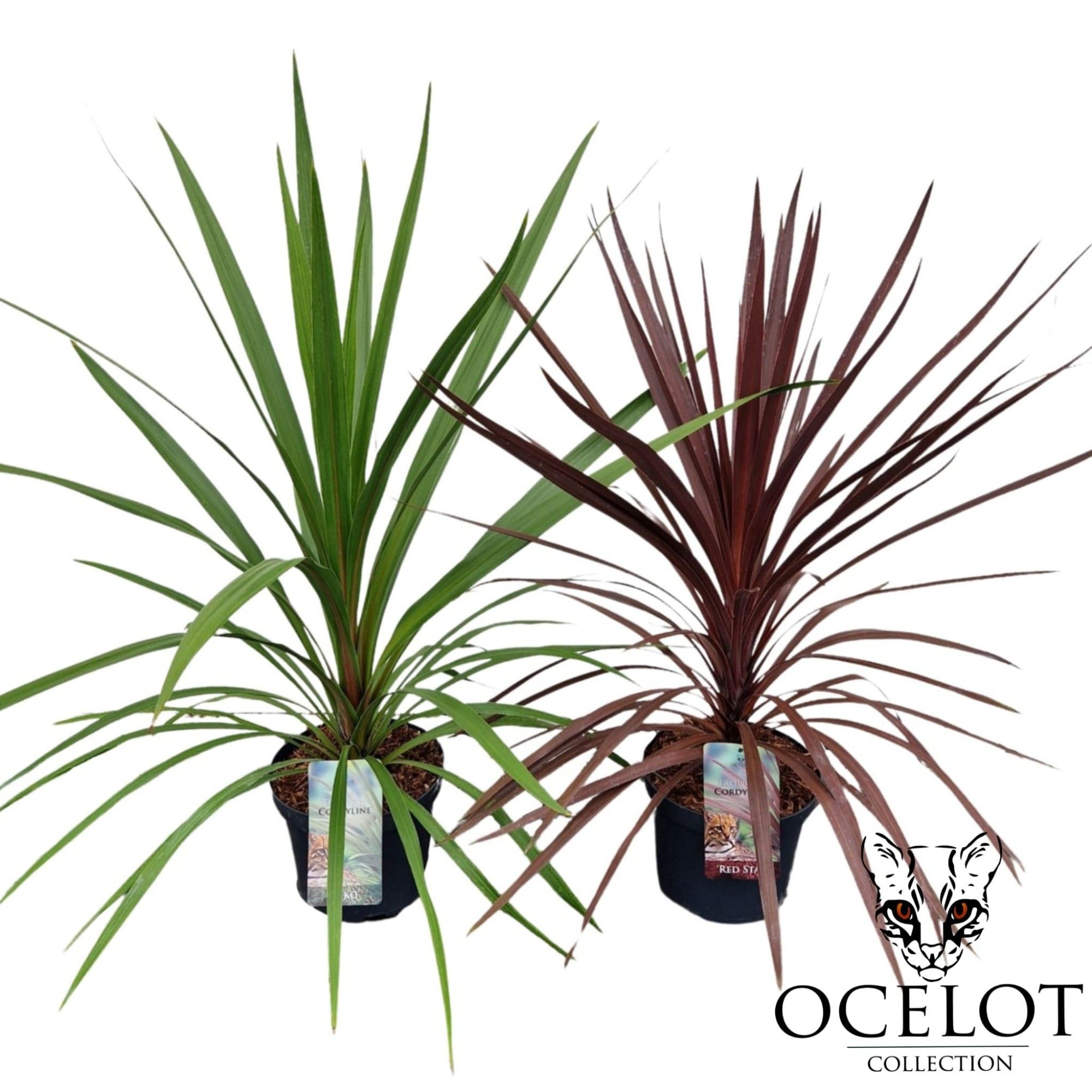Cordyline aus. 'Basic Mix', D 26