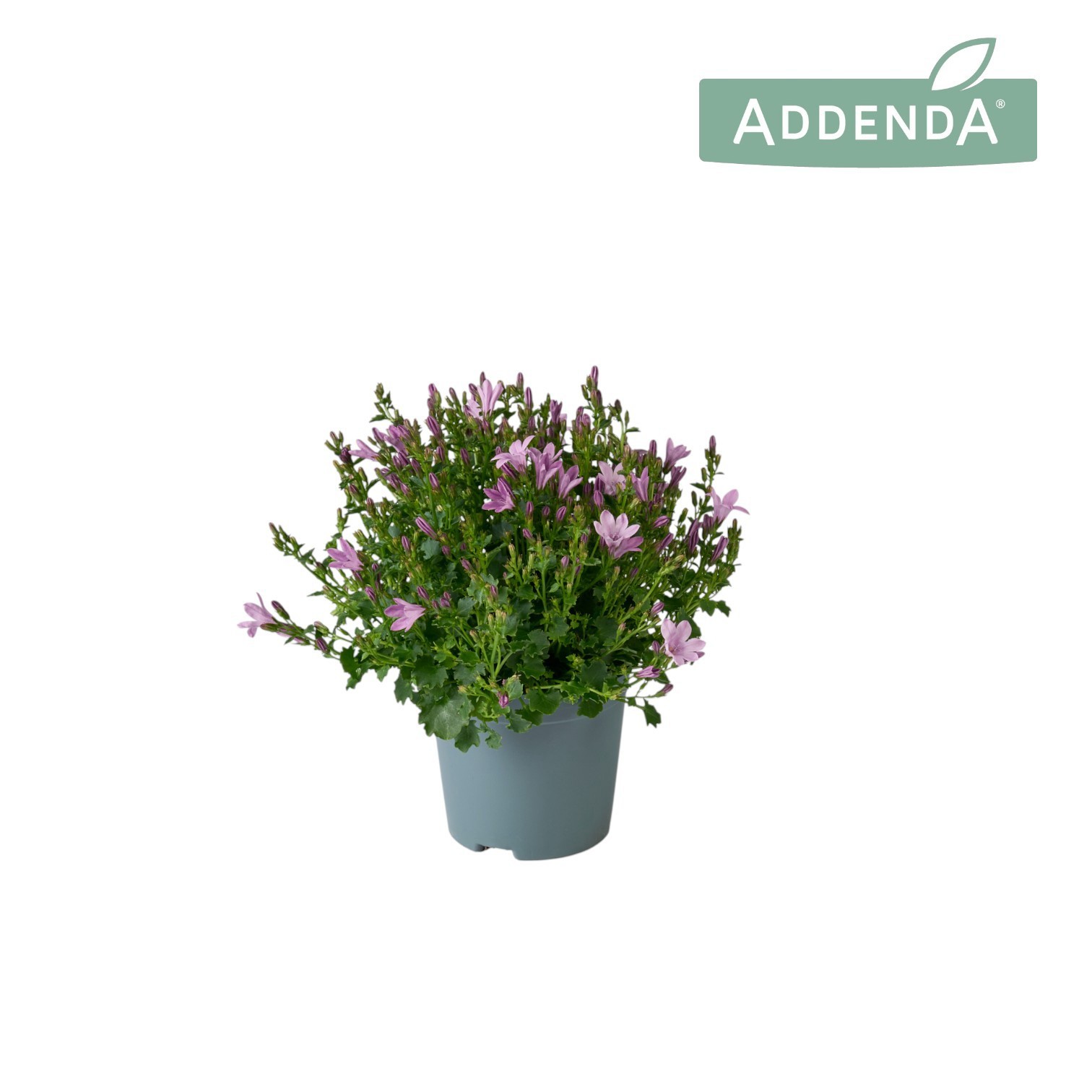 Campanula Ambella Pink 10,5 cm, D 10,5