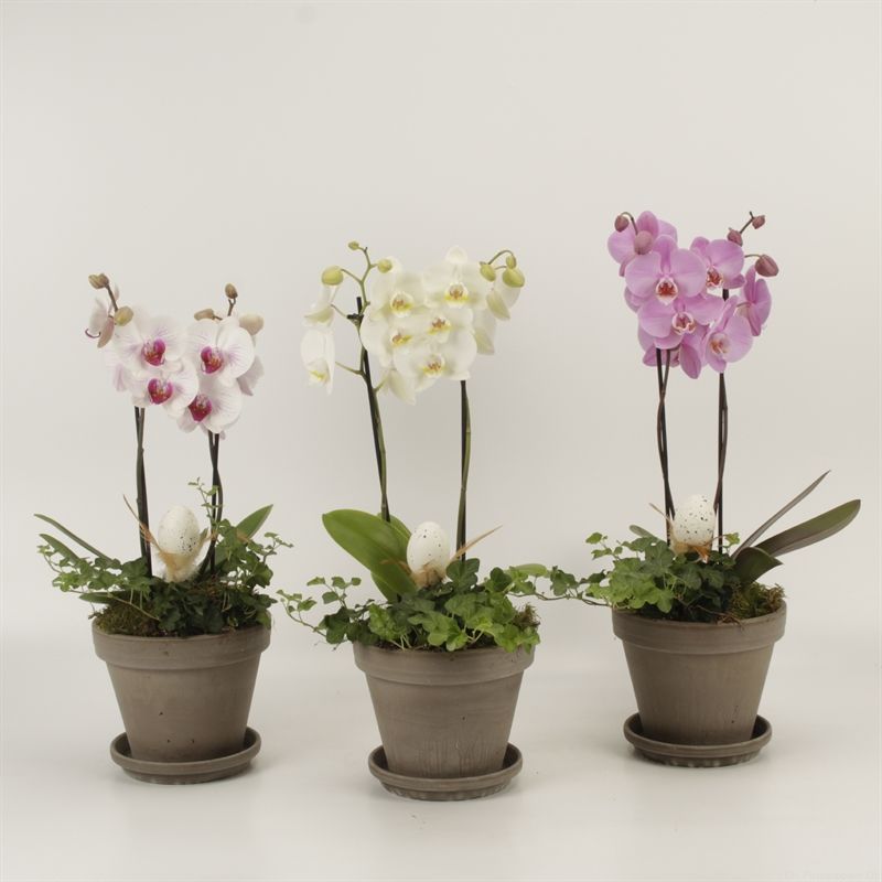 Phalaenopsis gemengd 2 tak gemengd shorty Megane Grijs 18 met schotel arrangement Pasen, D 18 cm