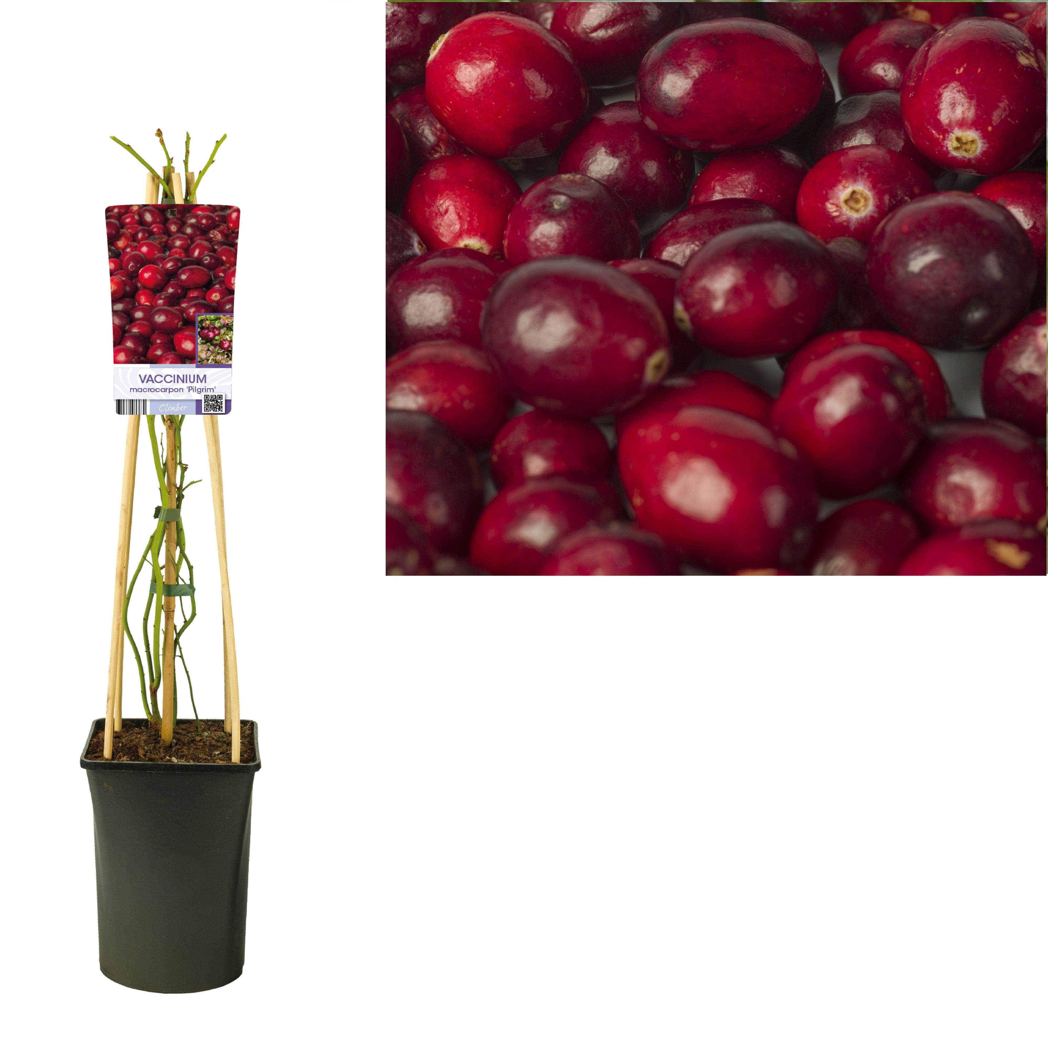 Vaccinium macrocarpon 'Pilgrim' +light label, D 17