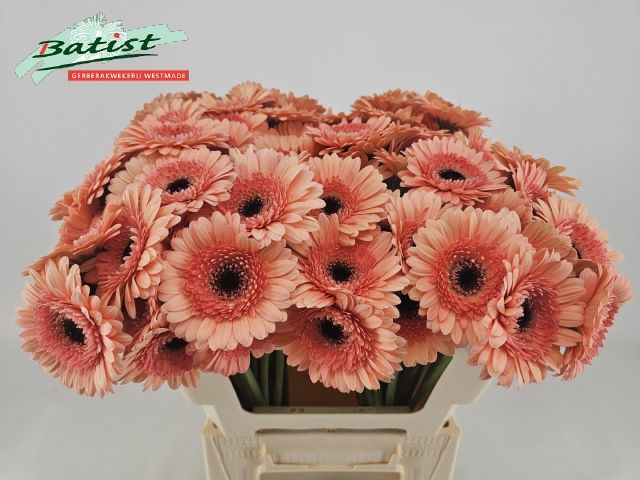 Гермини Кукис Энд Крим, шт.