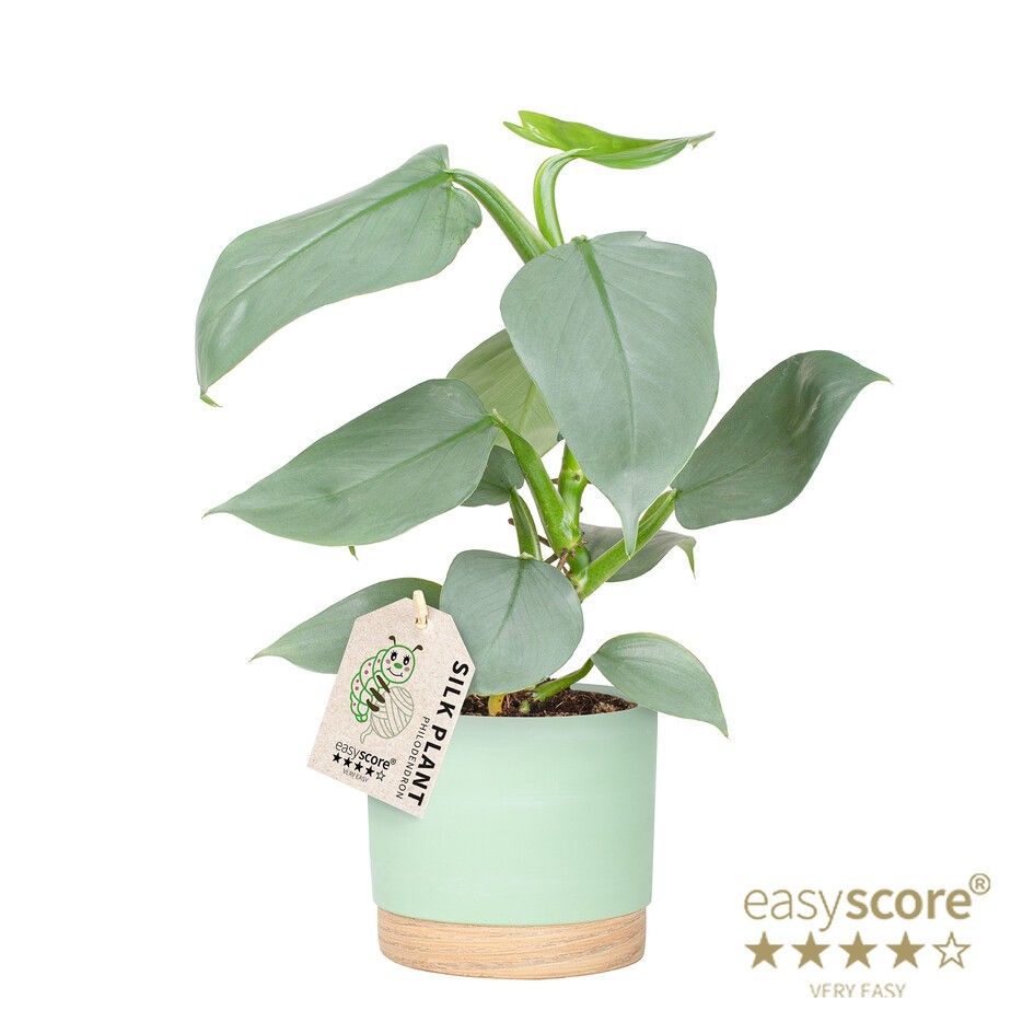 Woodbase Cool Matcha, Philodendron ´Silver Sword´, D 12