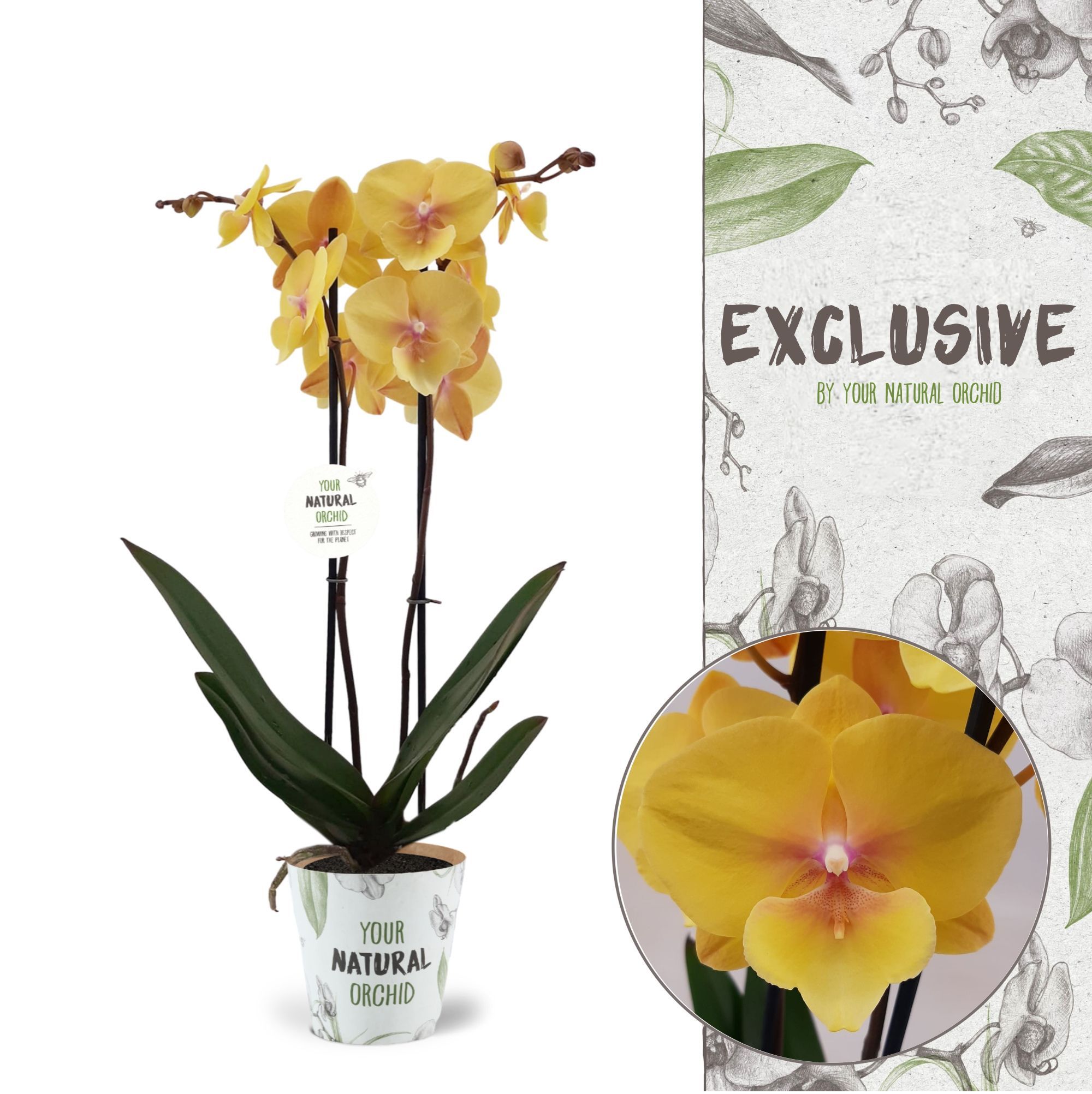Your Natural Orchid | Manta Palau | Phalaenopsis 2 spike, D 12 cm Your Natural Orchid | Manta Palau | Phalaenopsis 2 spike, D 12 cm