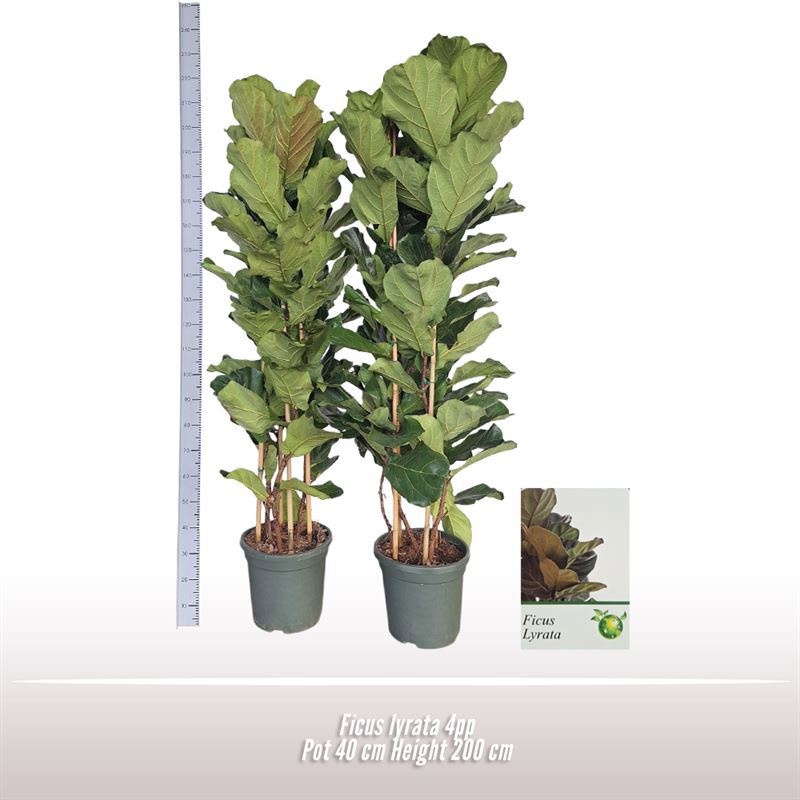 Ficus lyrata, D 40