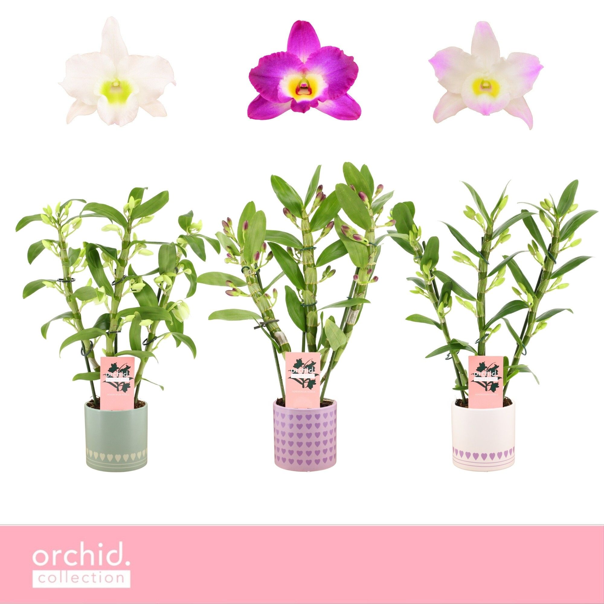 Dendrobium Nobilé, Mix 3-spike Compact in Horizon Love 'Orchid Collection', D 12