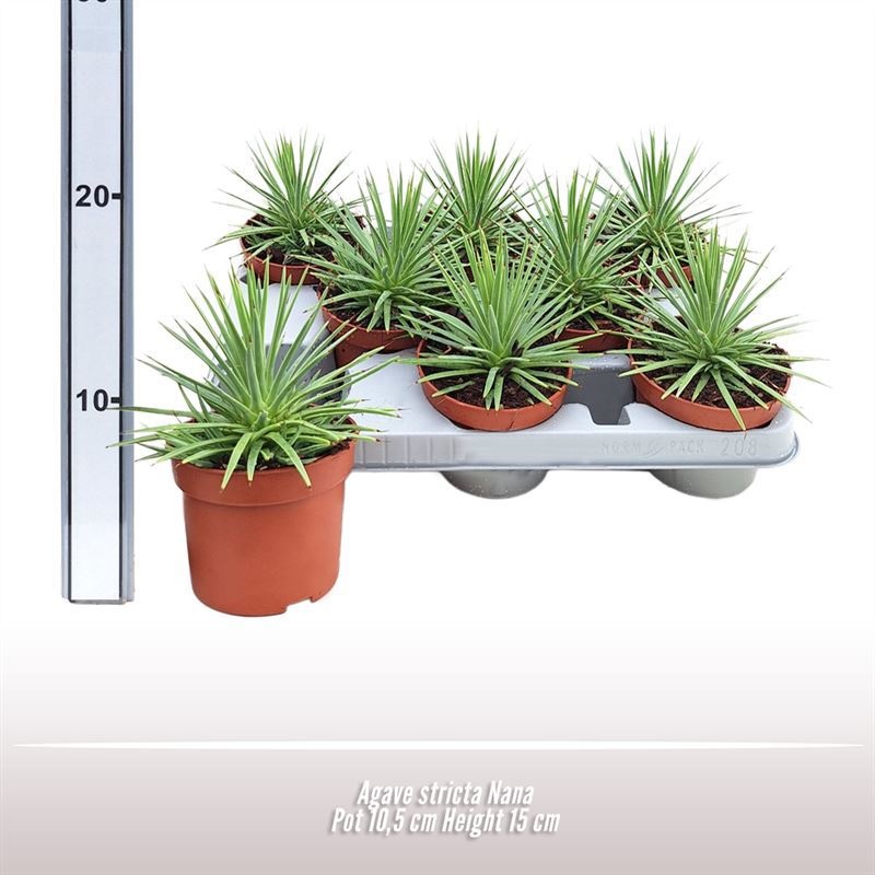 Agave stricta Nana, D 10,5