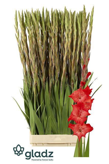 Гладиолус Фор Эвит 120, шт.