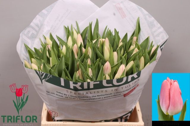 Тюльпан од. Династия (светло-роз.), шт.