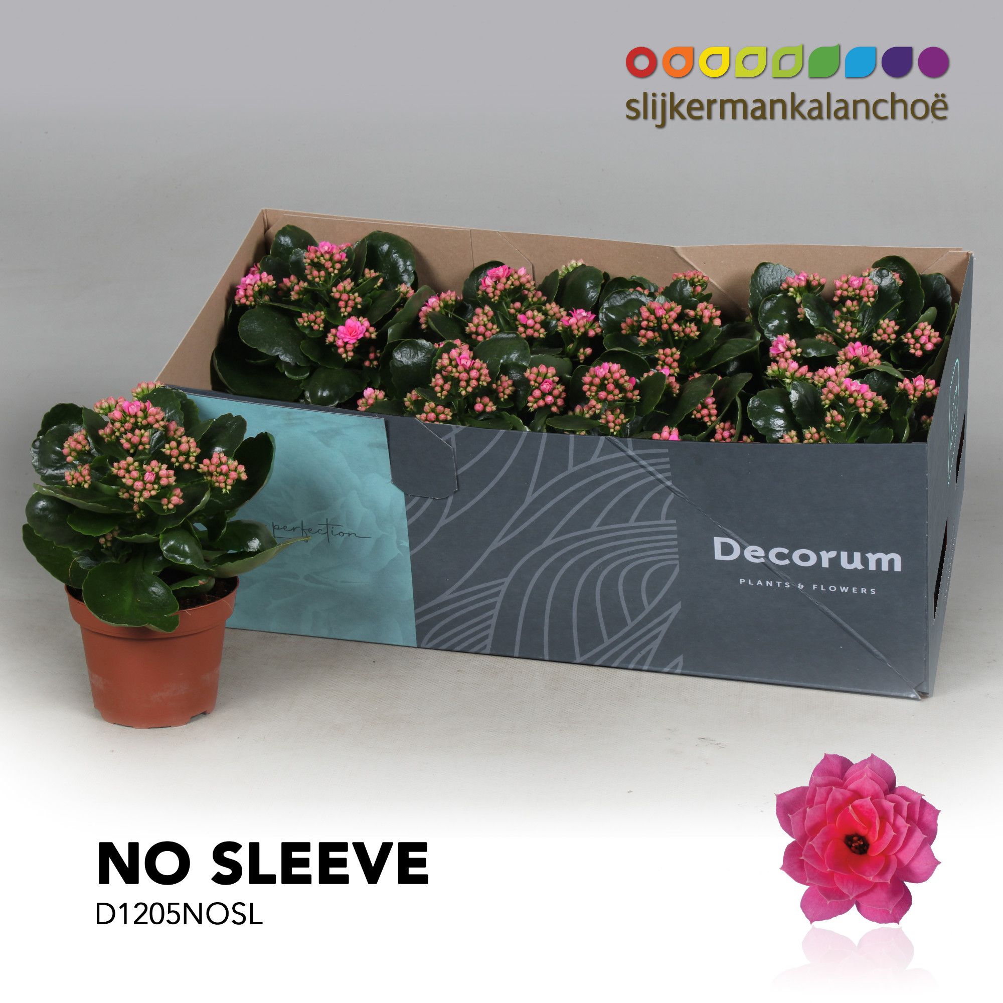 Kalanchoe No Sleeve - Pink, D 12