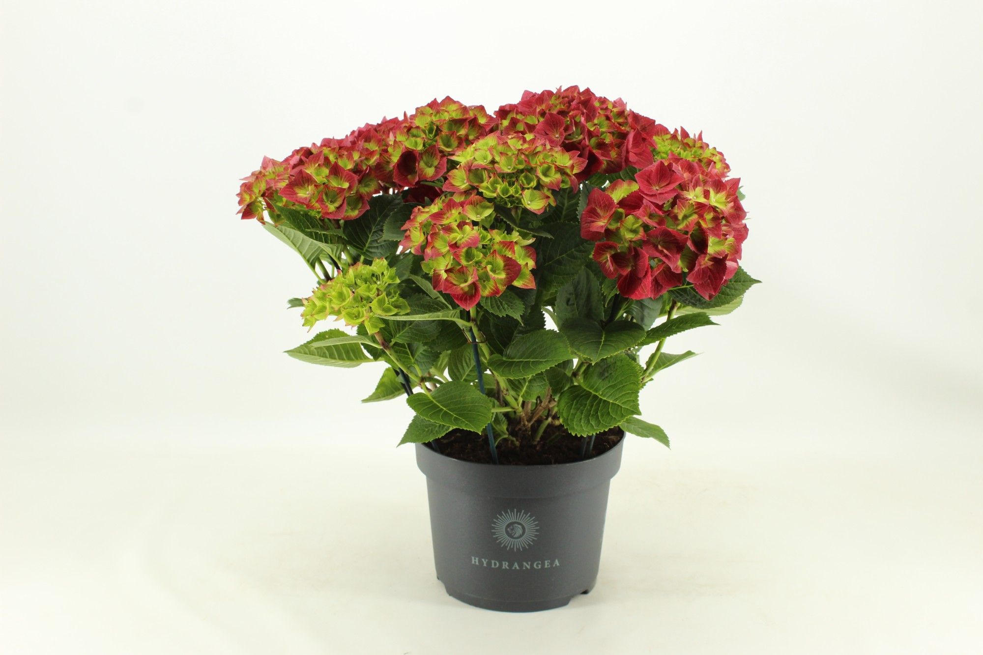 Hydrangea Hi Fire, D 23
