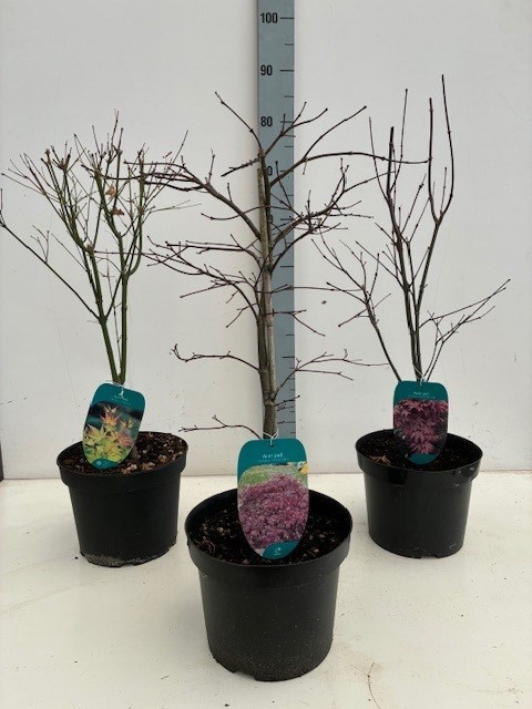 Acer BGT-mix P23 3/5 species, D 23