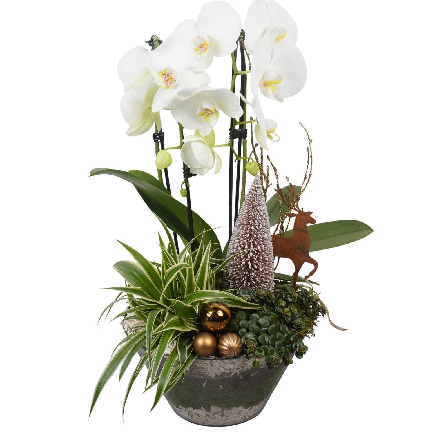 PTCHB5837 Arrangement Christmas Bronze in glas schaal, D 26