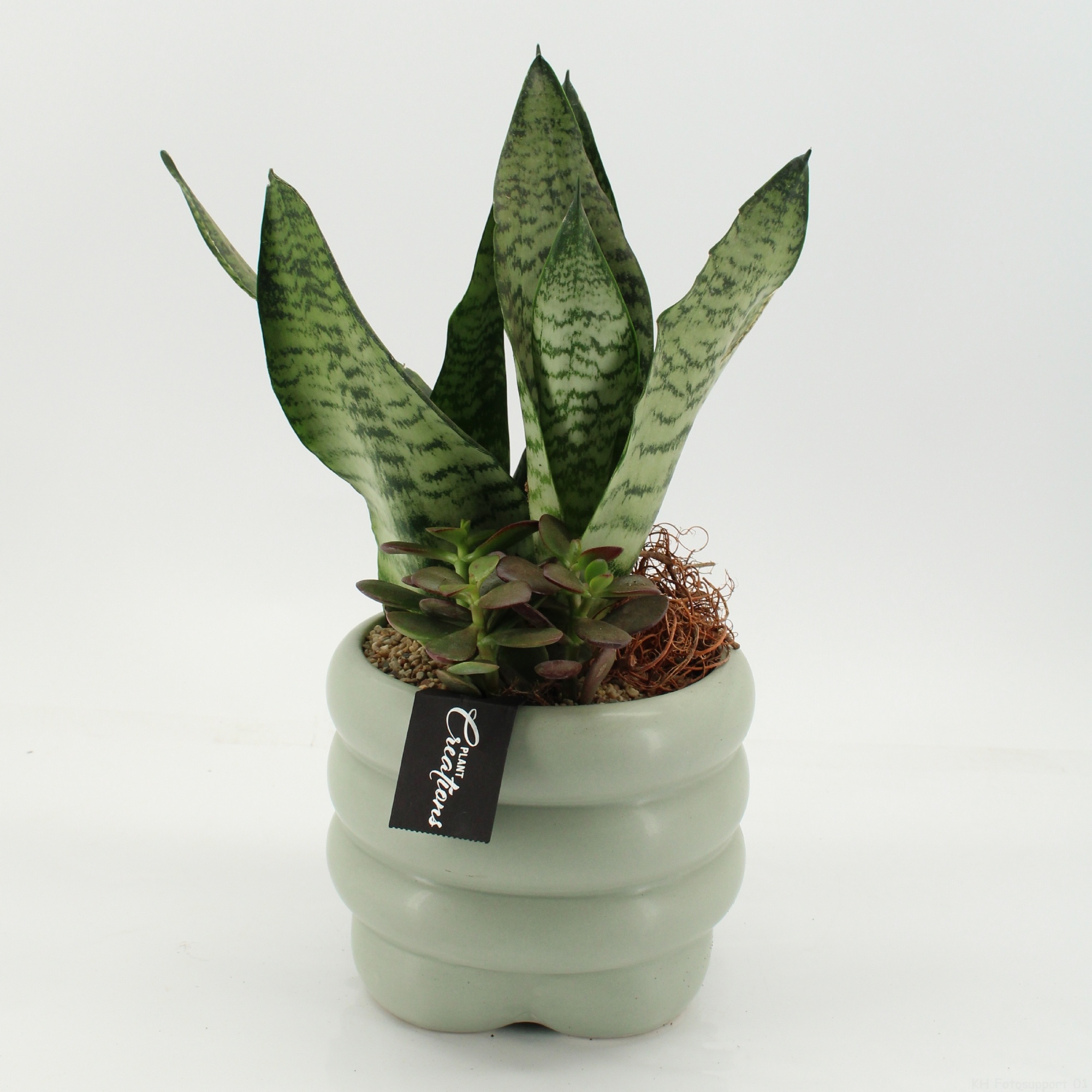 SUCR-2644 Succulent Essentials, D 18