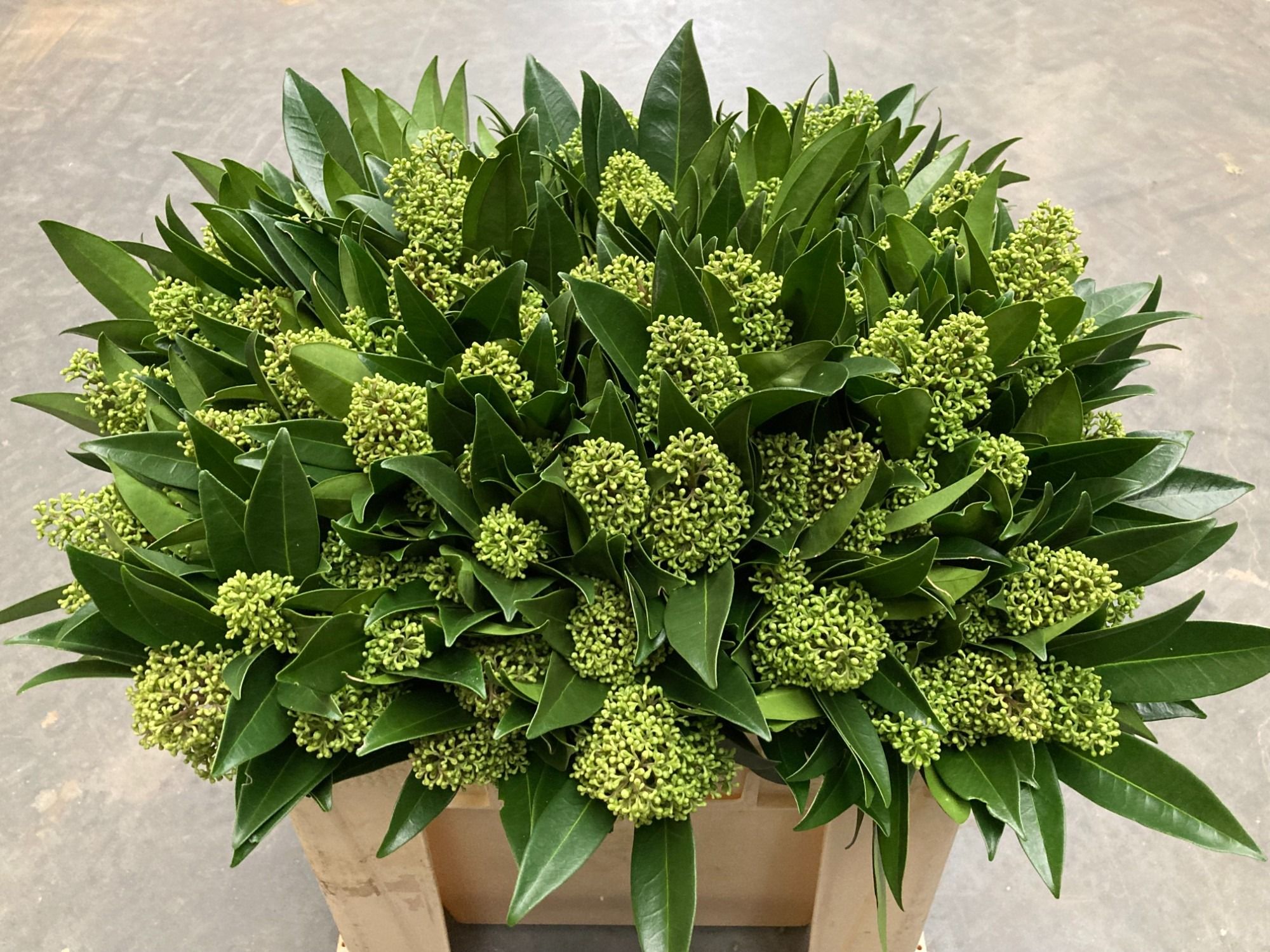 Скимия Кью Грин за пучок 50 (зел.), пуч.