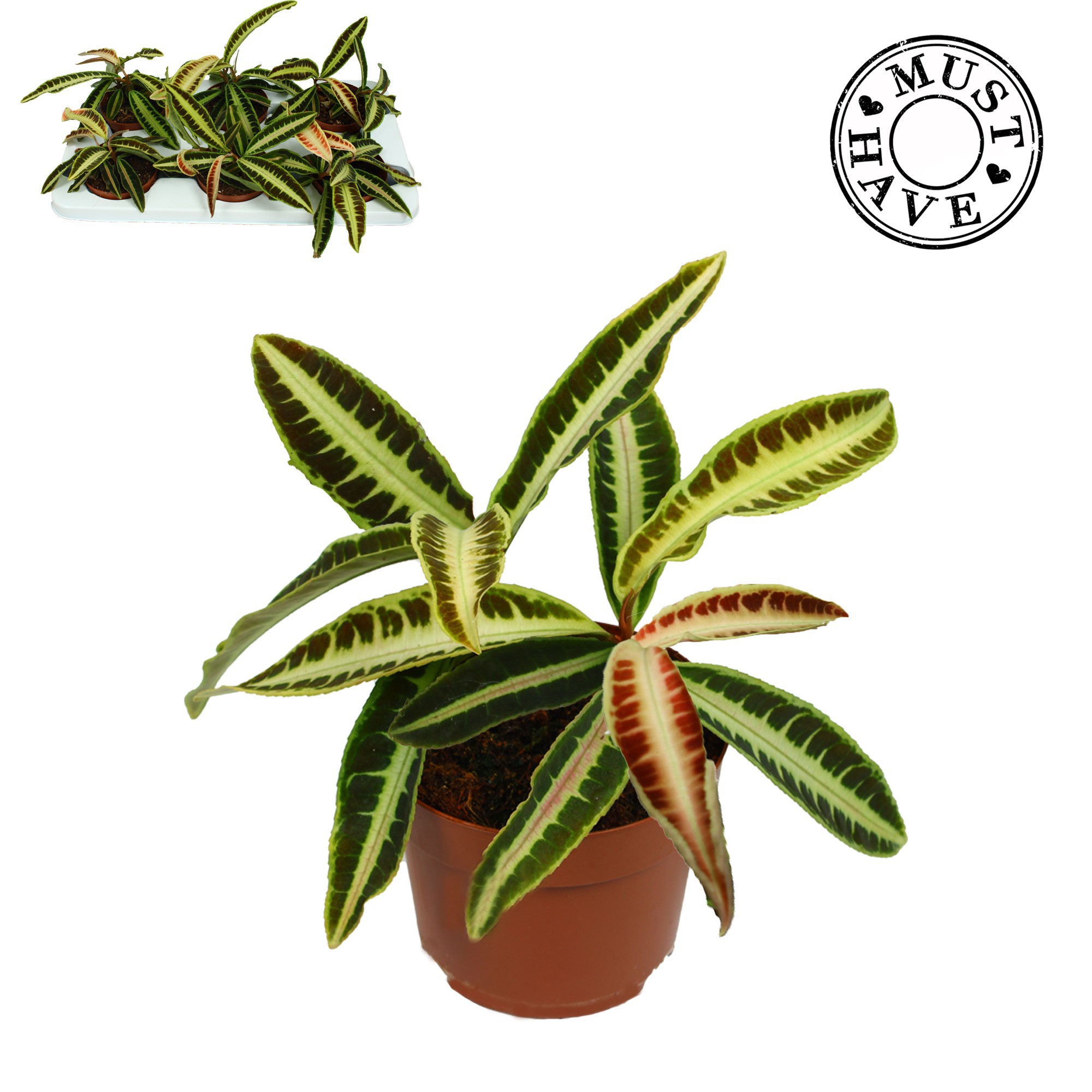 Labisia Obtusifolia Jabi Must Have, D 13