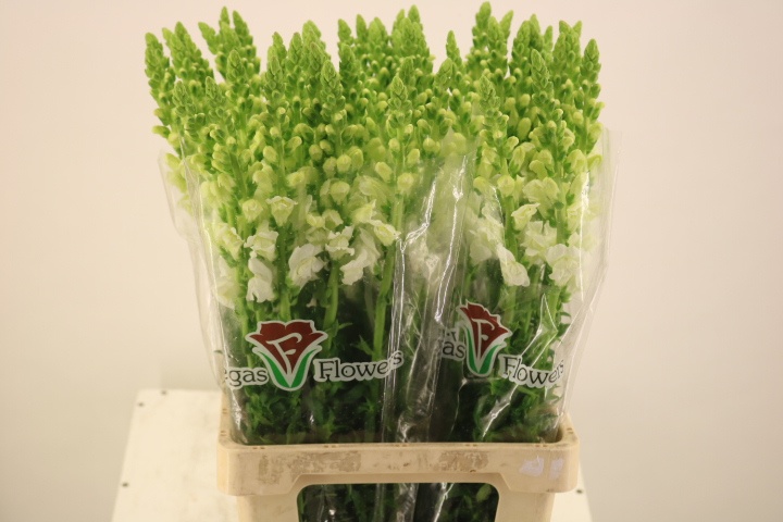 Антирринум Потомак Вайт (бел.), шт.