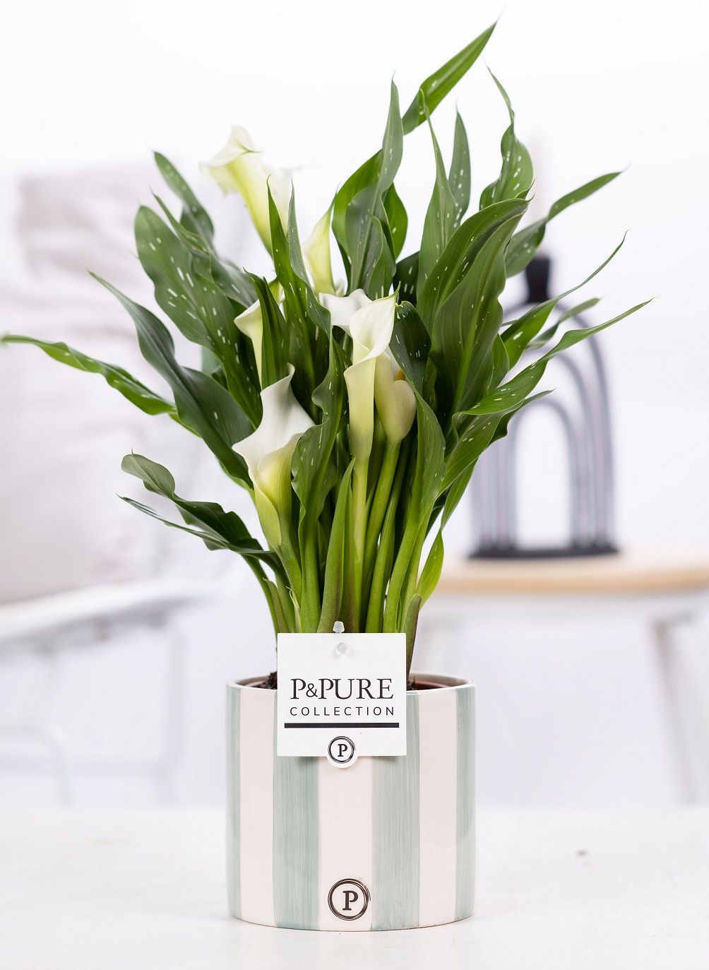 Zantedeschia white in P&PURE Eline 2 ceramics green, D 12