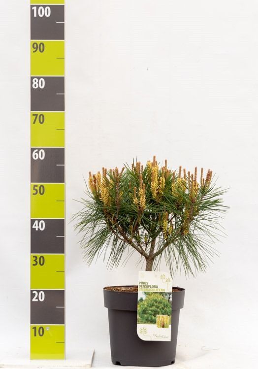 Pinus densiflora 'Umbraculifera' C 7 30-40, D 27