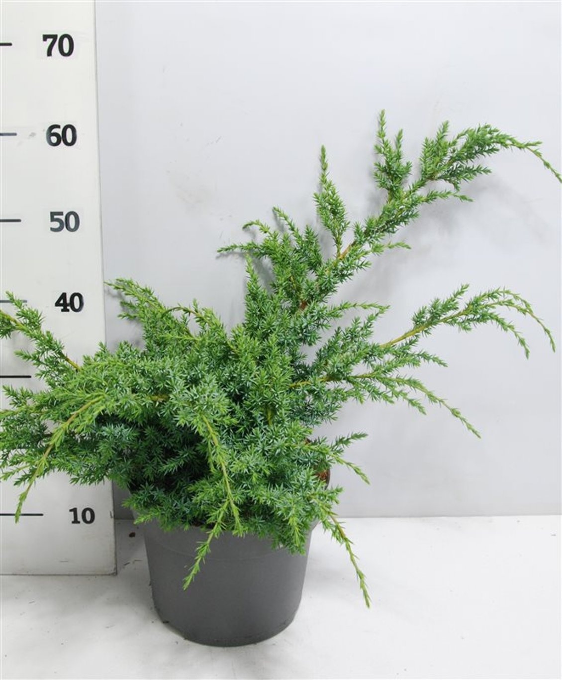 Juniperus chin. 'Blue Alps', D 26 cm Juniperus chin. 'Blue Alps', D 26 cm