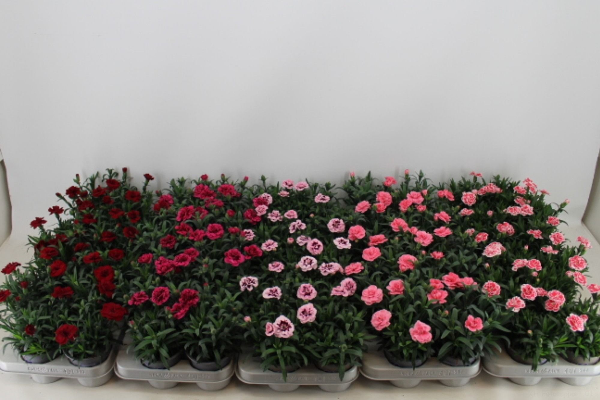 Dianthus 'Oscar' MIXLAAG 10.5cm, D 11