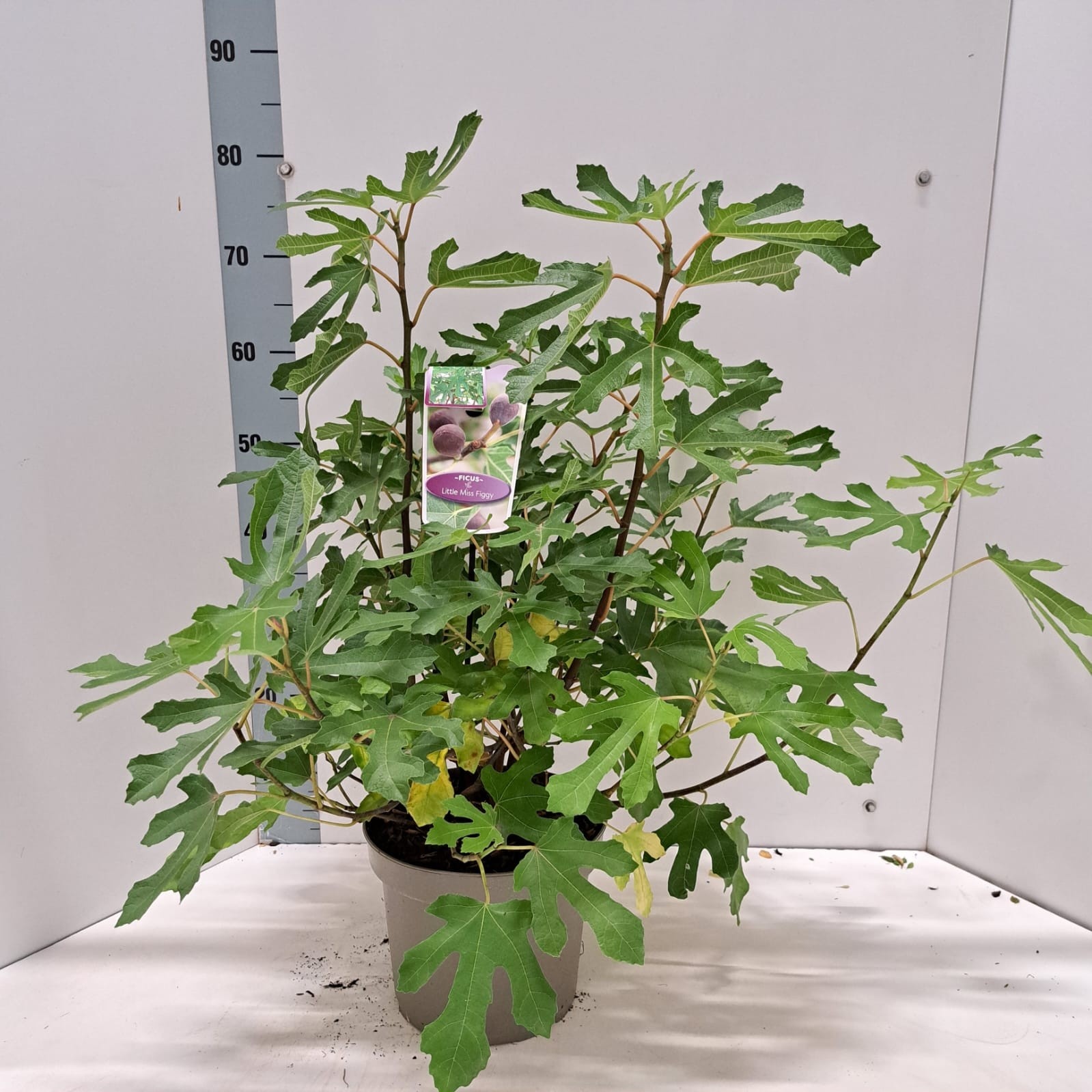 Ficus carica Little Miss Figgy ('LMF01'PBR), D 23 cm