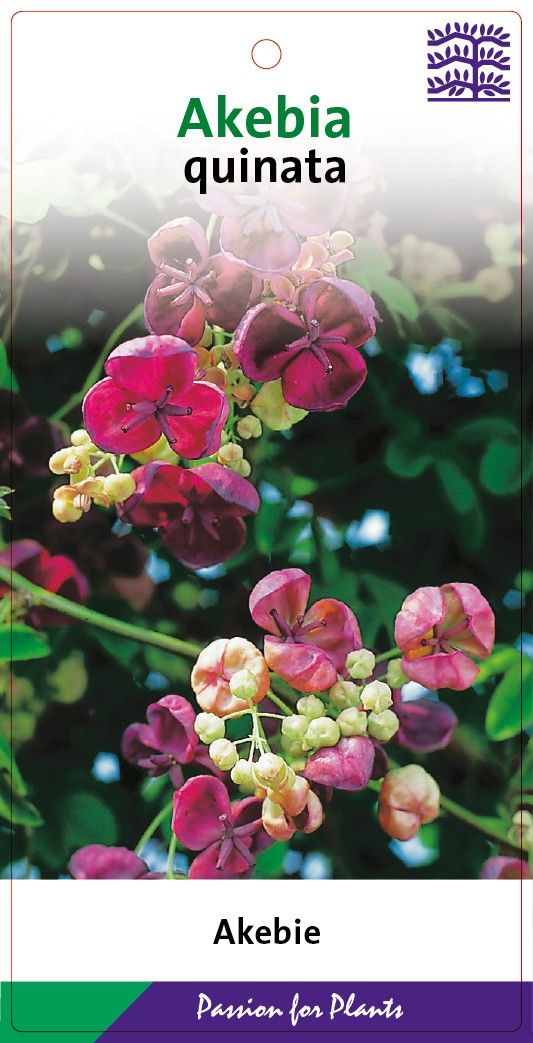 Akebia quinata 80CMC2, D 17 cm