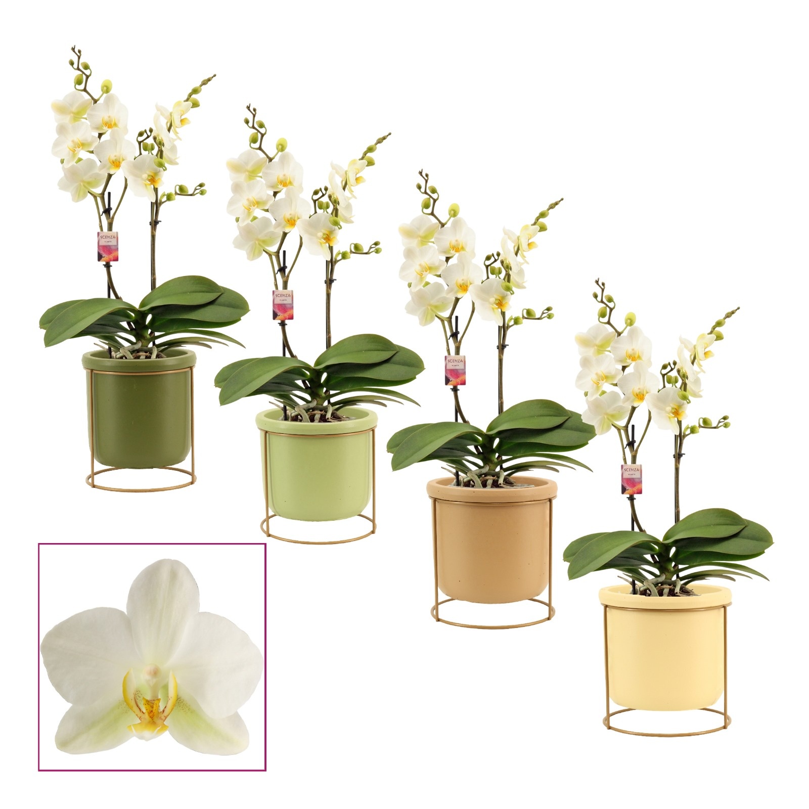 Phalaenopsis multiflora 2 tak Lausanne in Lynn (Silent moods-col, D 12 cm