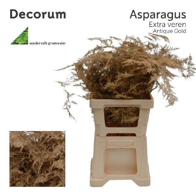 Аспарагус Овериг Крашеный (краш. ) 65, шт.