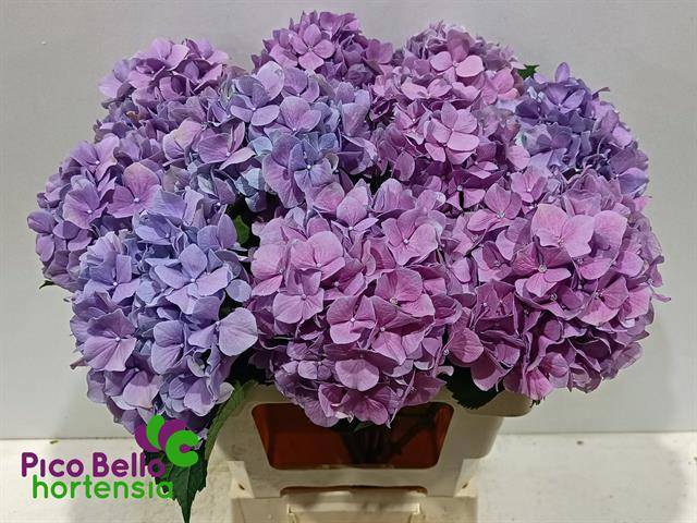 Гортензия Роял Бенефит 60, шт.