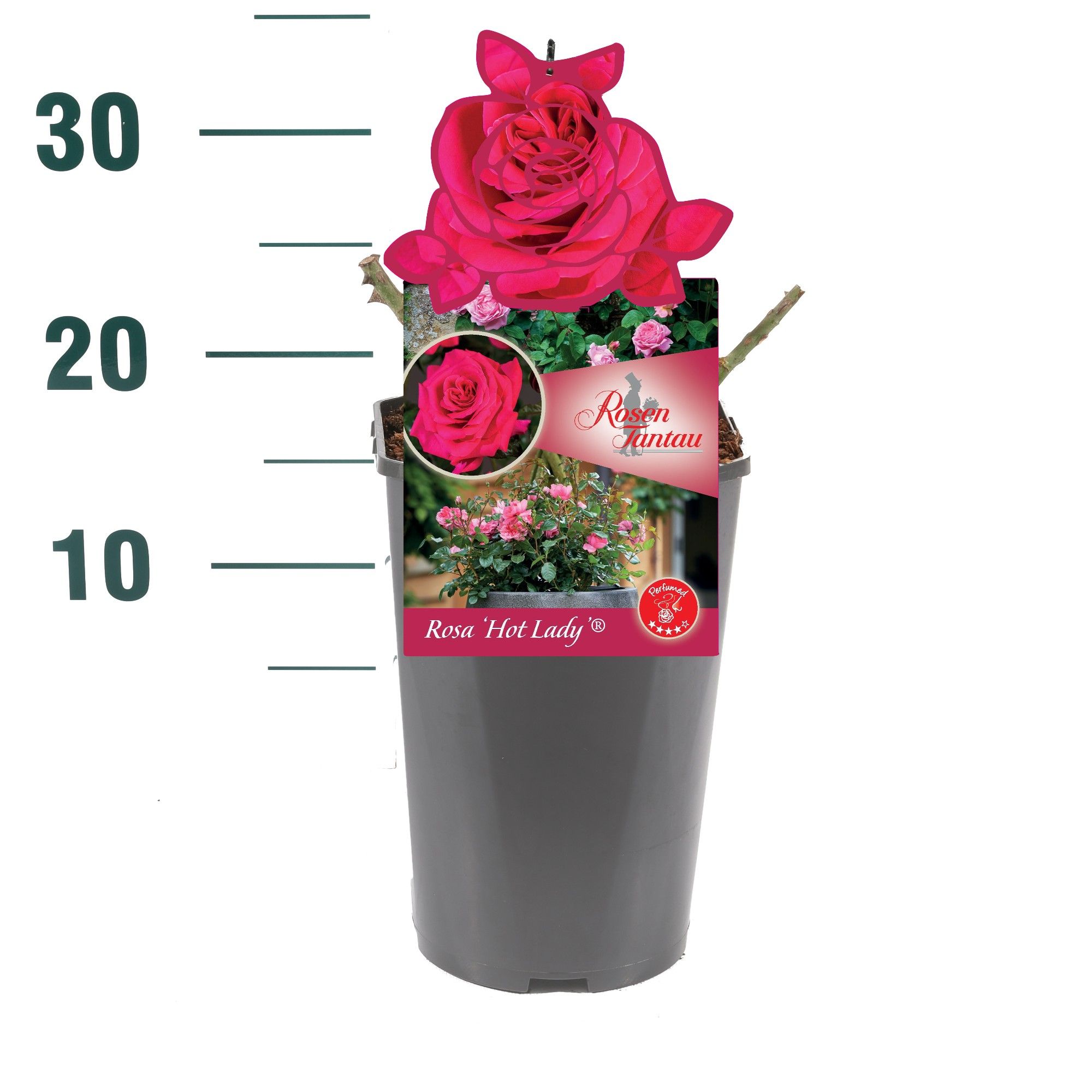 Rosa 'Hot Lady' - Struik - C3rp - Tantau Premium, D 19