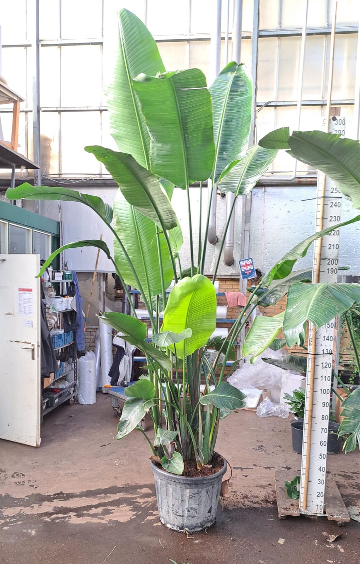 Strelitzia Nicolai 350, D 55