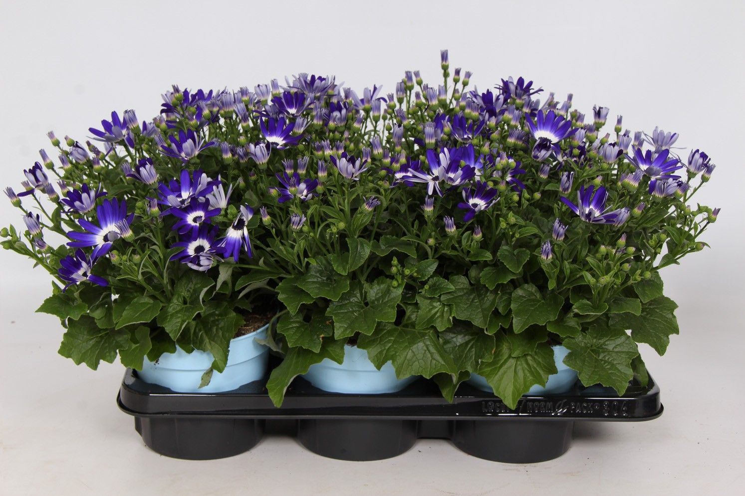Senetti Pericallis Blue Bicolor, D 17