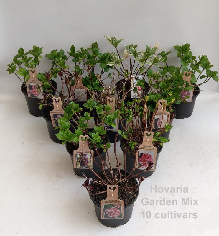 Hydrangea Hovaria Garden Mix 19cm, D 19