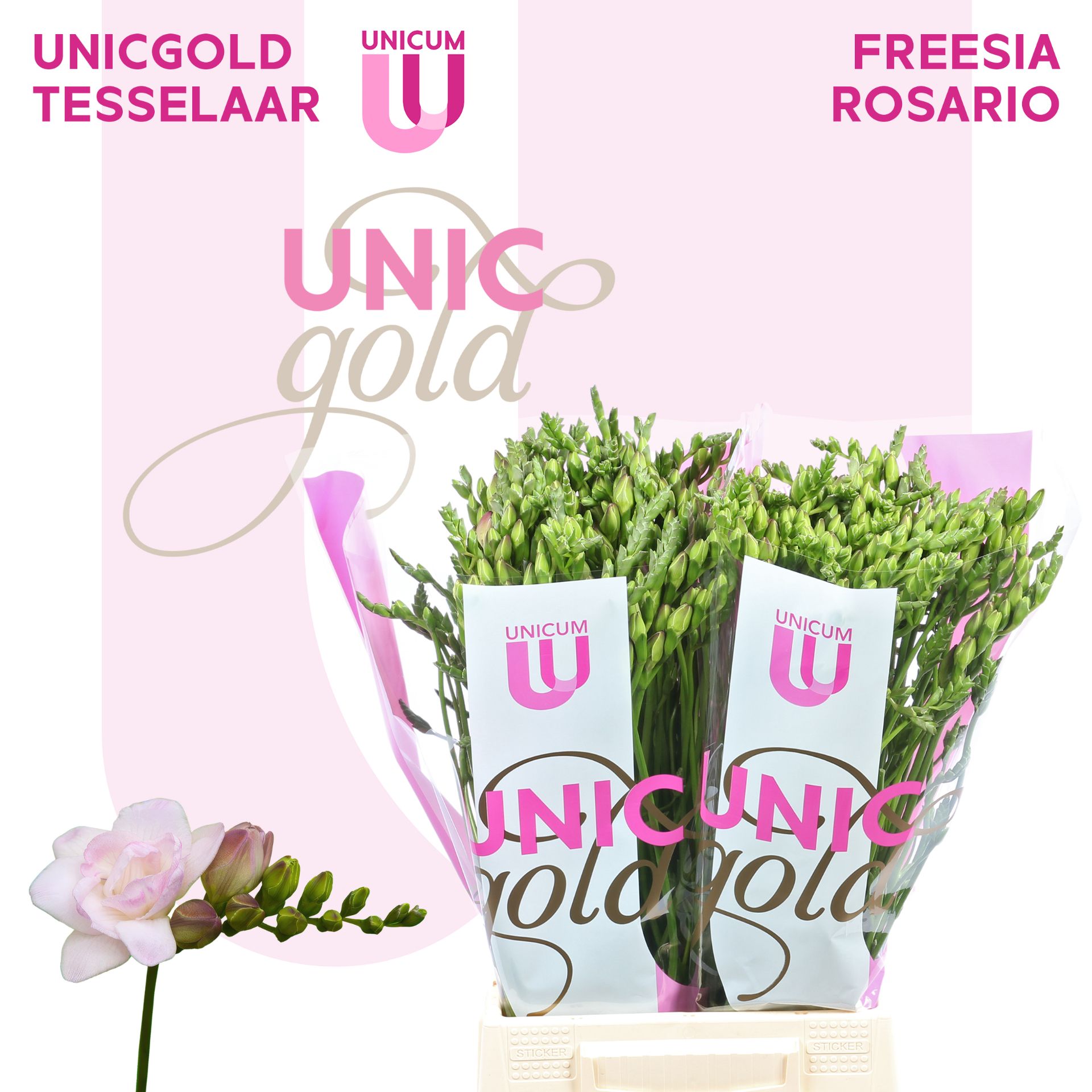 Фрезия дв. Розарио 50, шт. Фрезия дв. Розарио 50, шт.