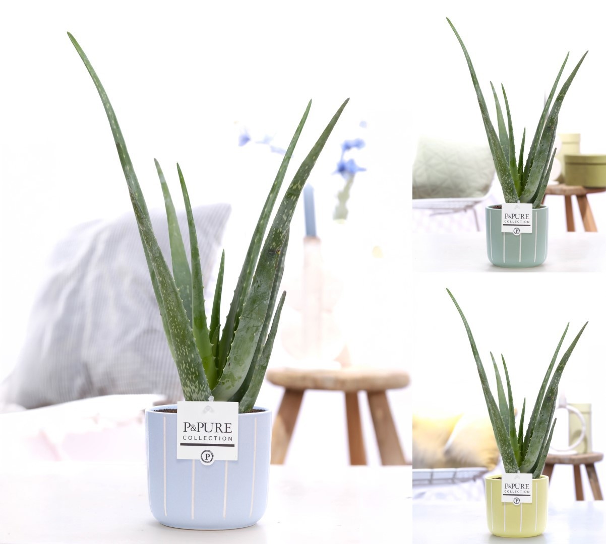 Aloe Vera in P&PURE Fleur ceramics ass. 3, D 12