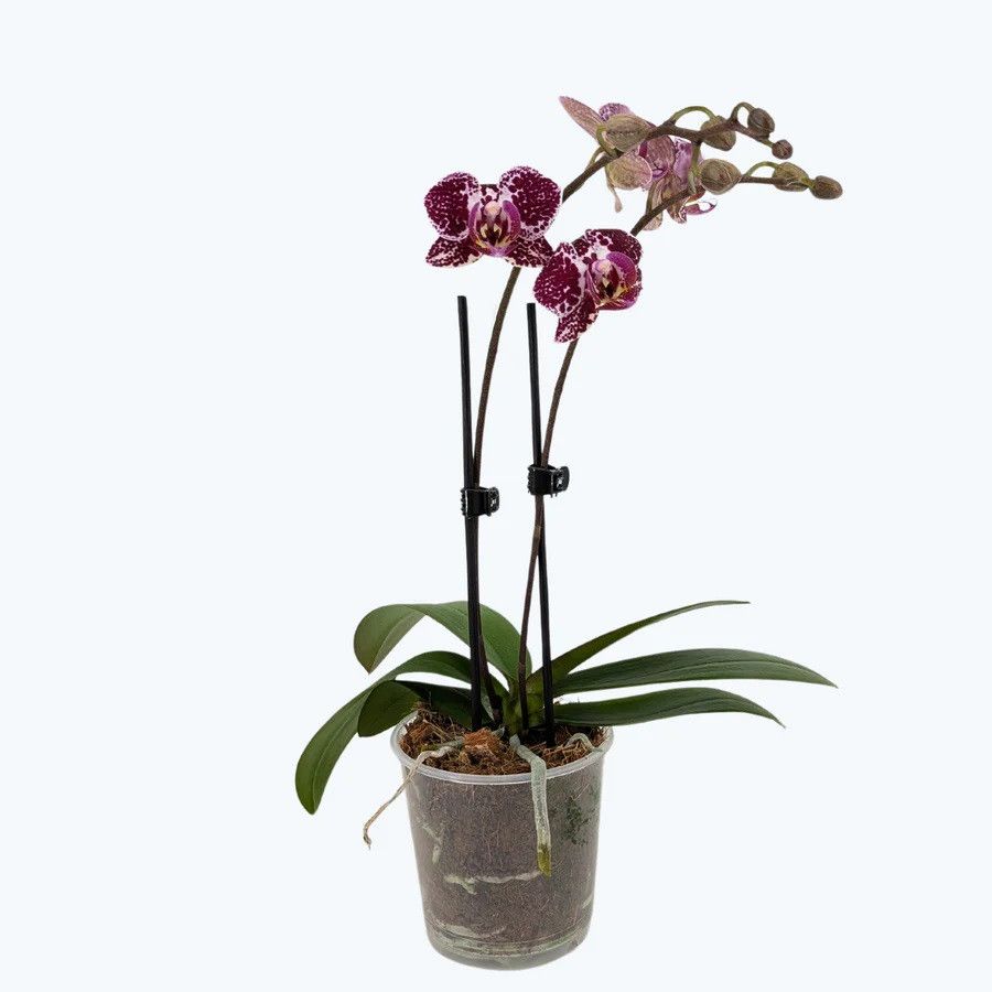 Phal. 2 tak 'Cadiz' 9 cm Topf 'Table Dance', D 9