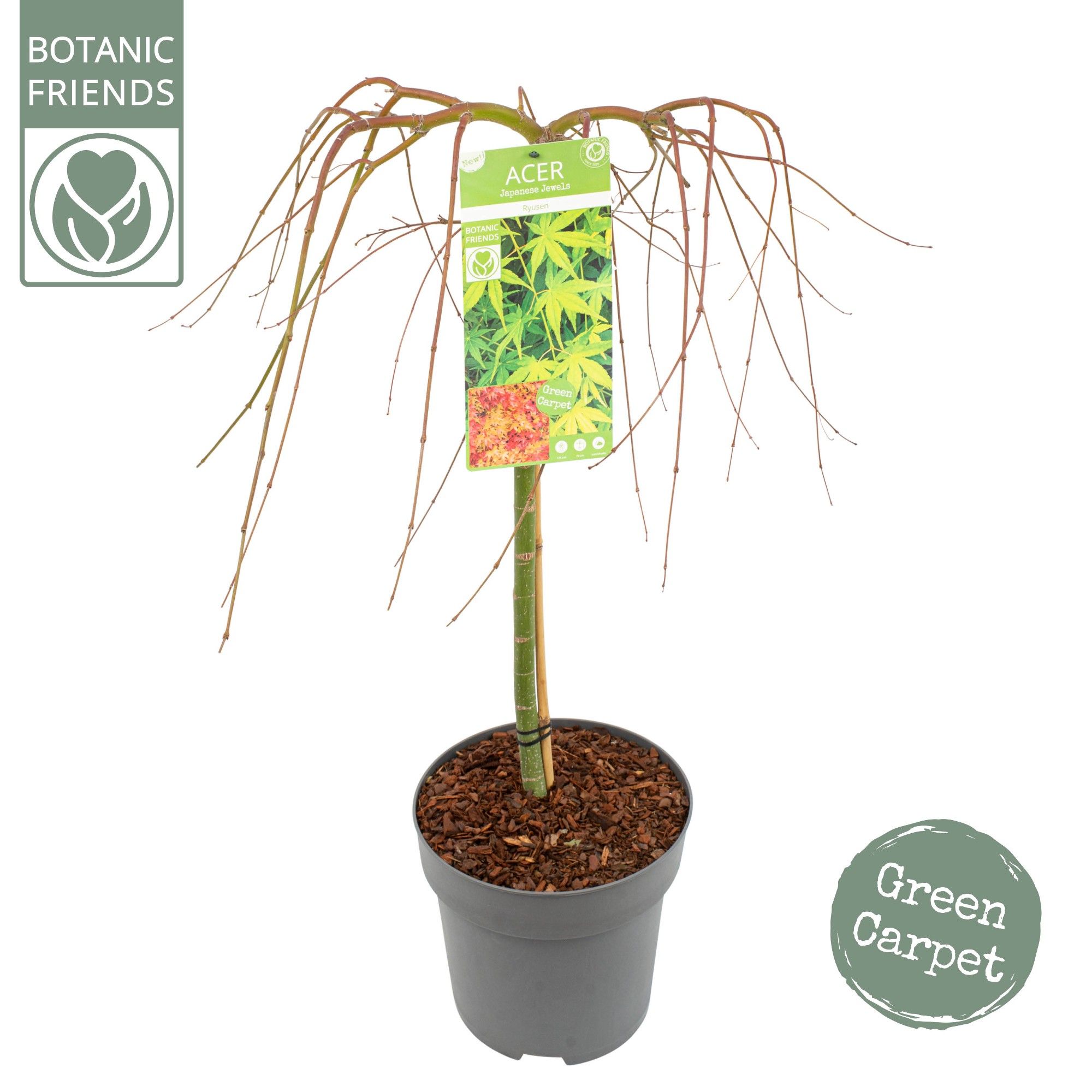 Acer palm. 'Ryusen' ®, D 29
