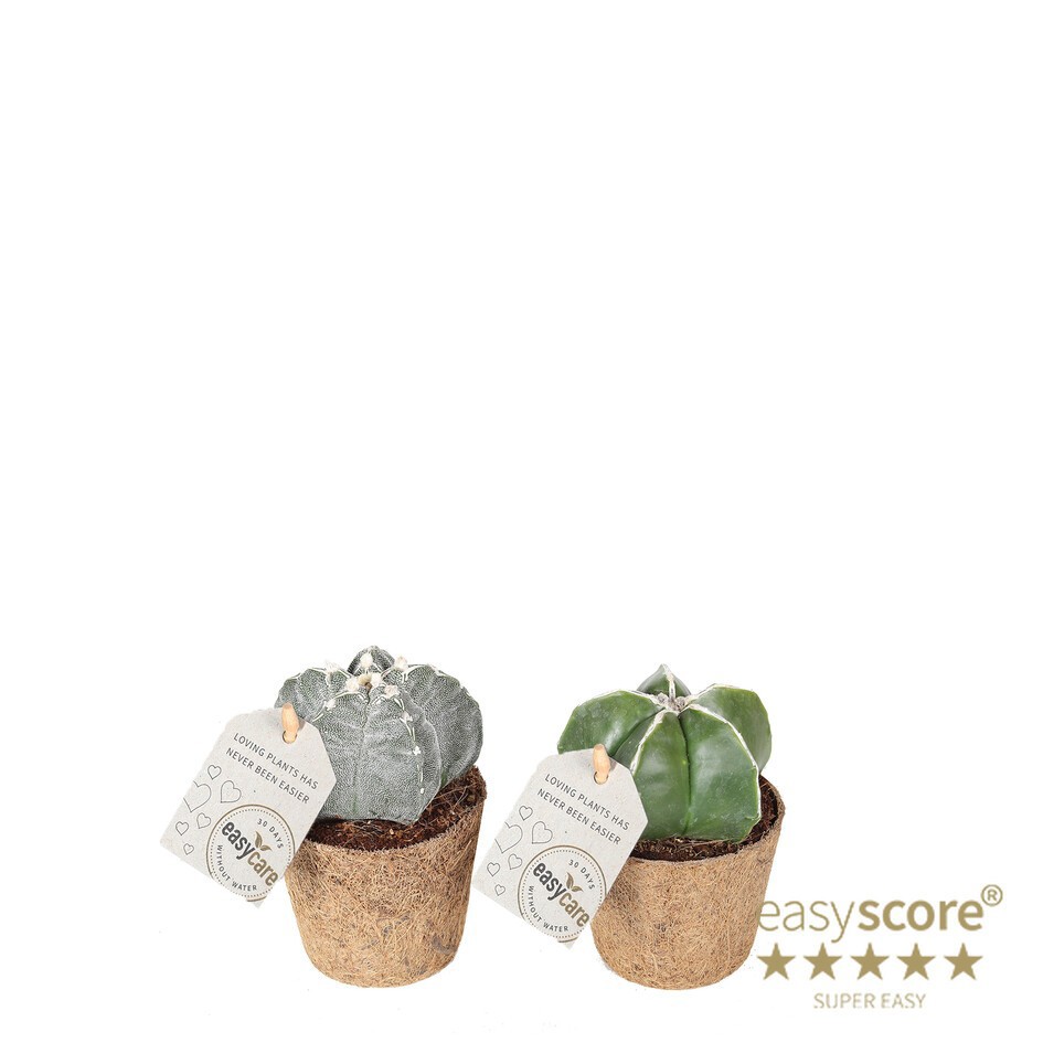 ASTROPHYTYM MYRIOSTIGMA, D 6 cm