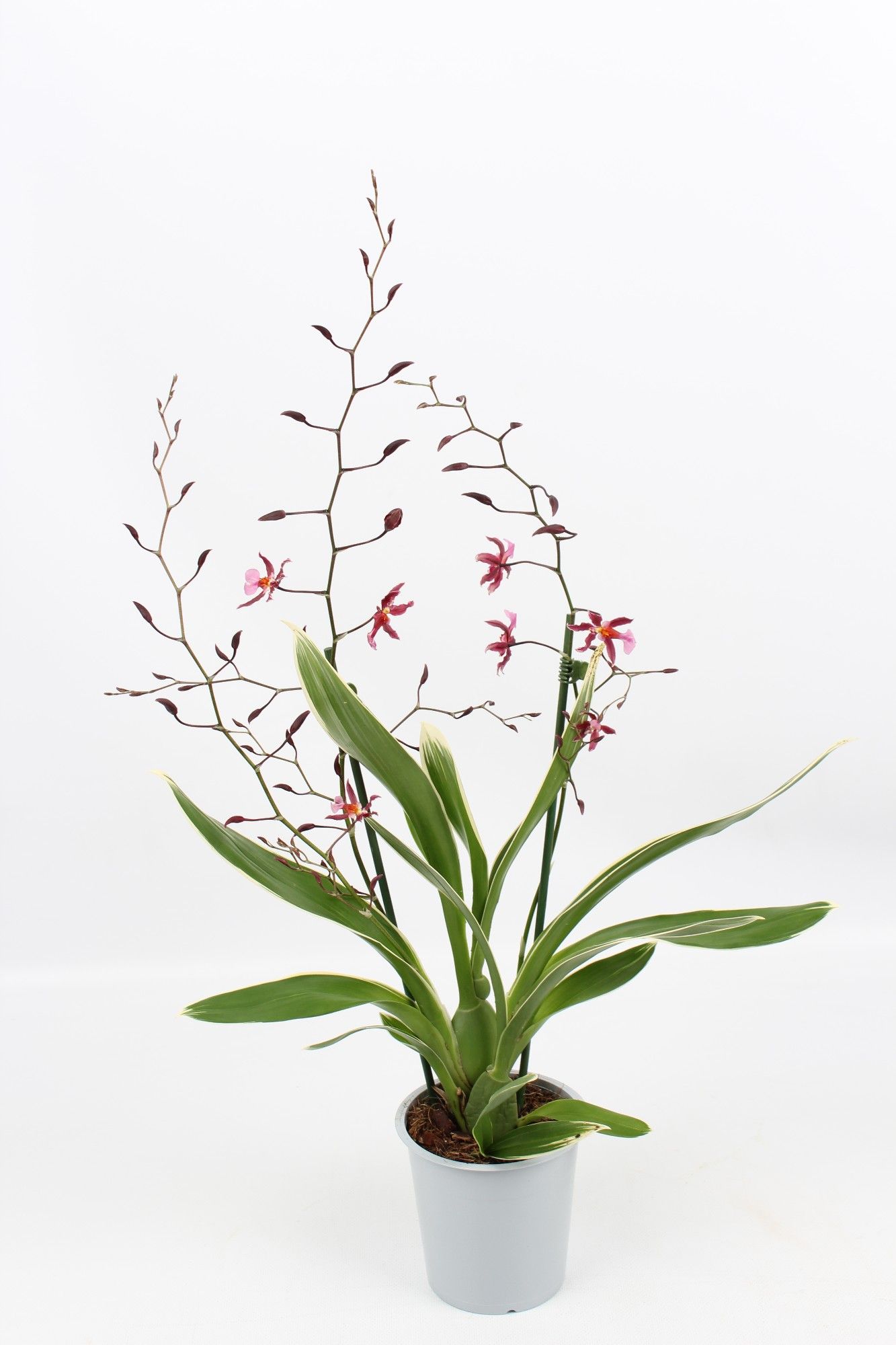Oncidium 'Mieke von Holm' 2 tak geurend met bont blad 12 cm, D 12