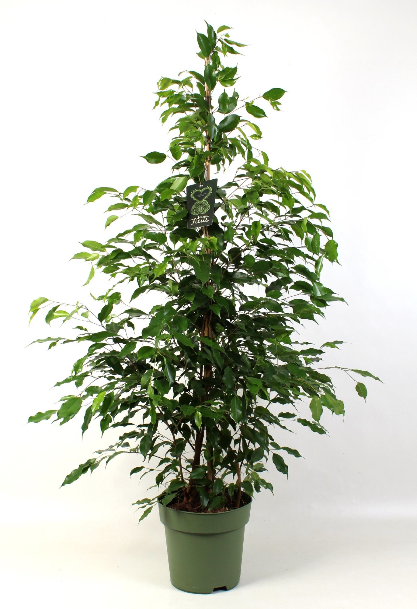 FICUS benjamina Exotica, D 27