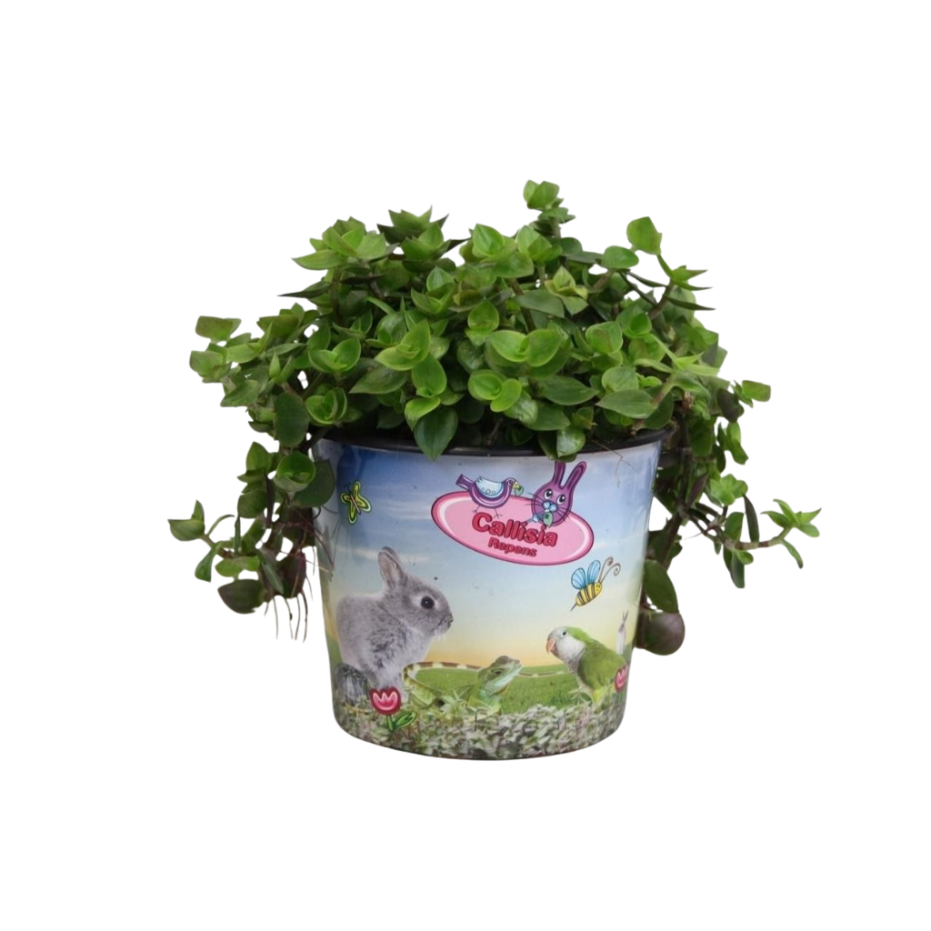 Calissia repens in potcover, D 12