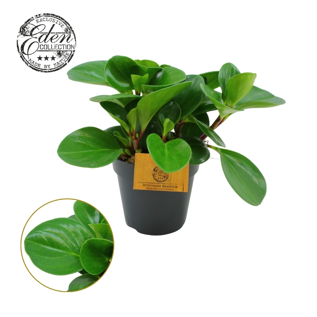 Peperomia Obtusifolia Groen 12cm, D 12 cm