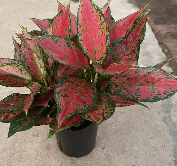 Аглаонема энджел 15 35