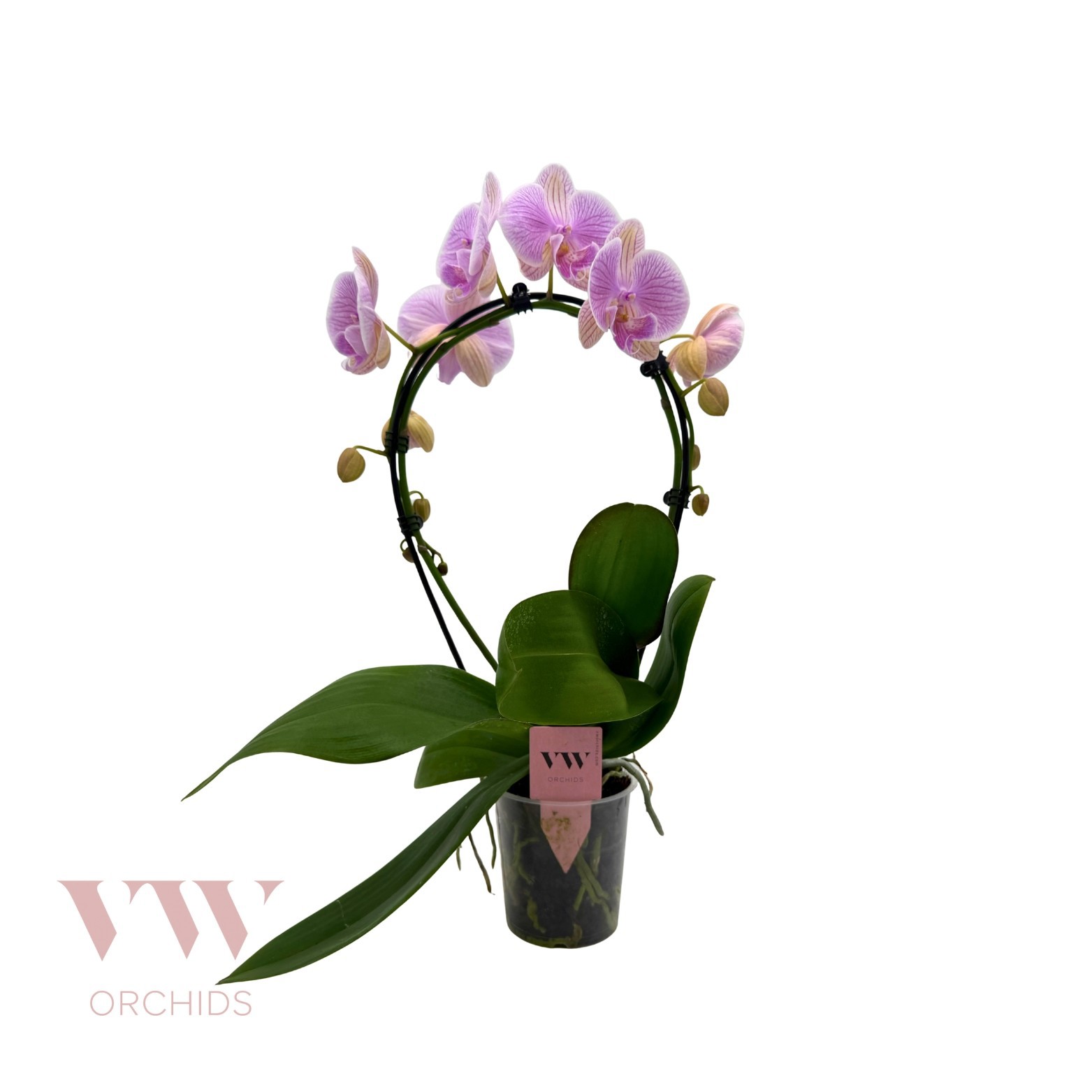 Phalaenopsis Spiegelboog Roze, D 12