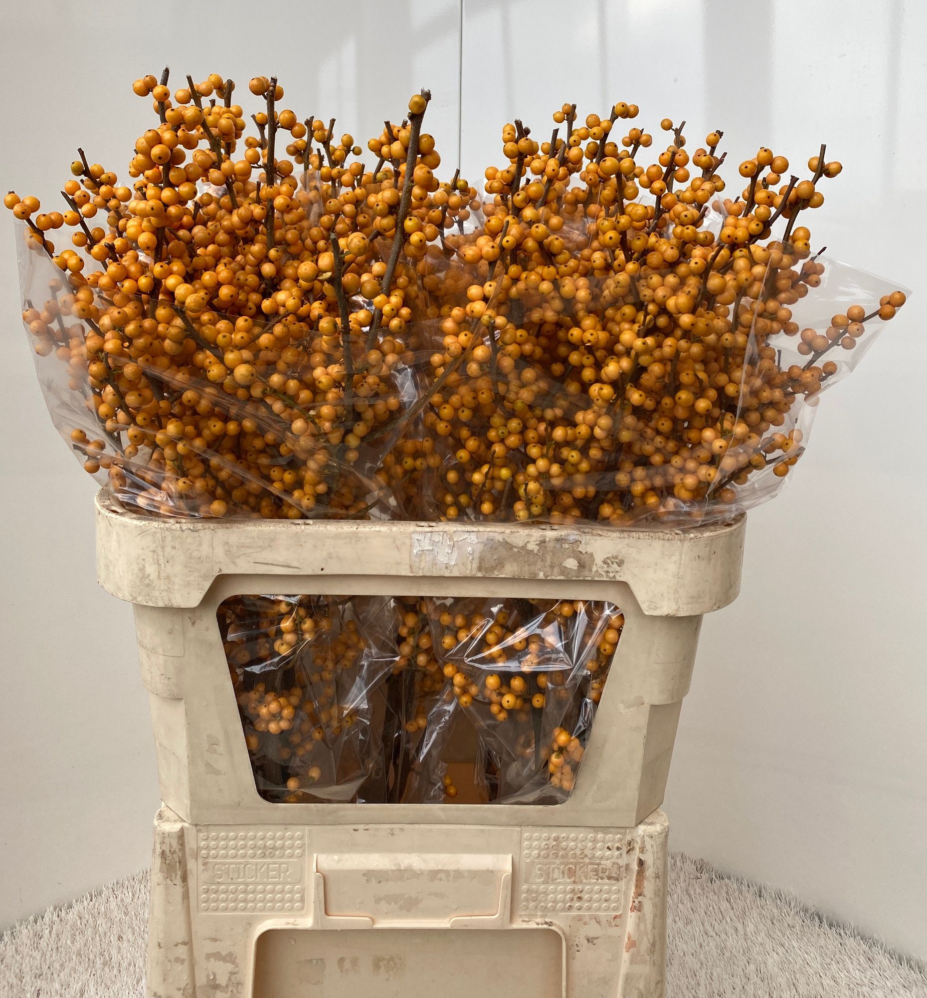 Илекс Голден Вербум 80, шт.