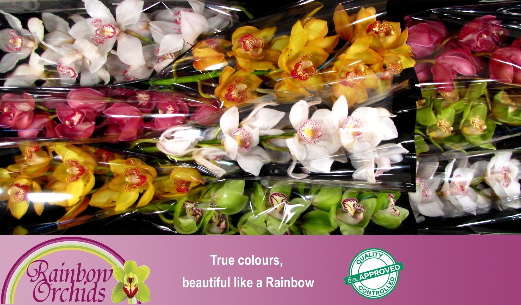 Цимбидиум Микс x9 60, шт.