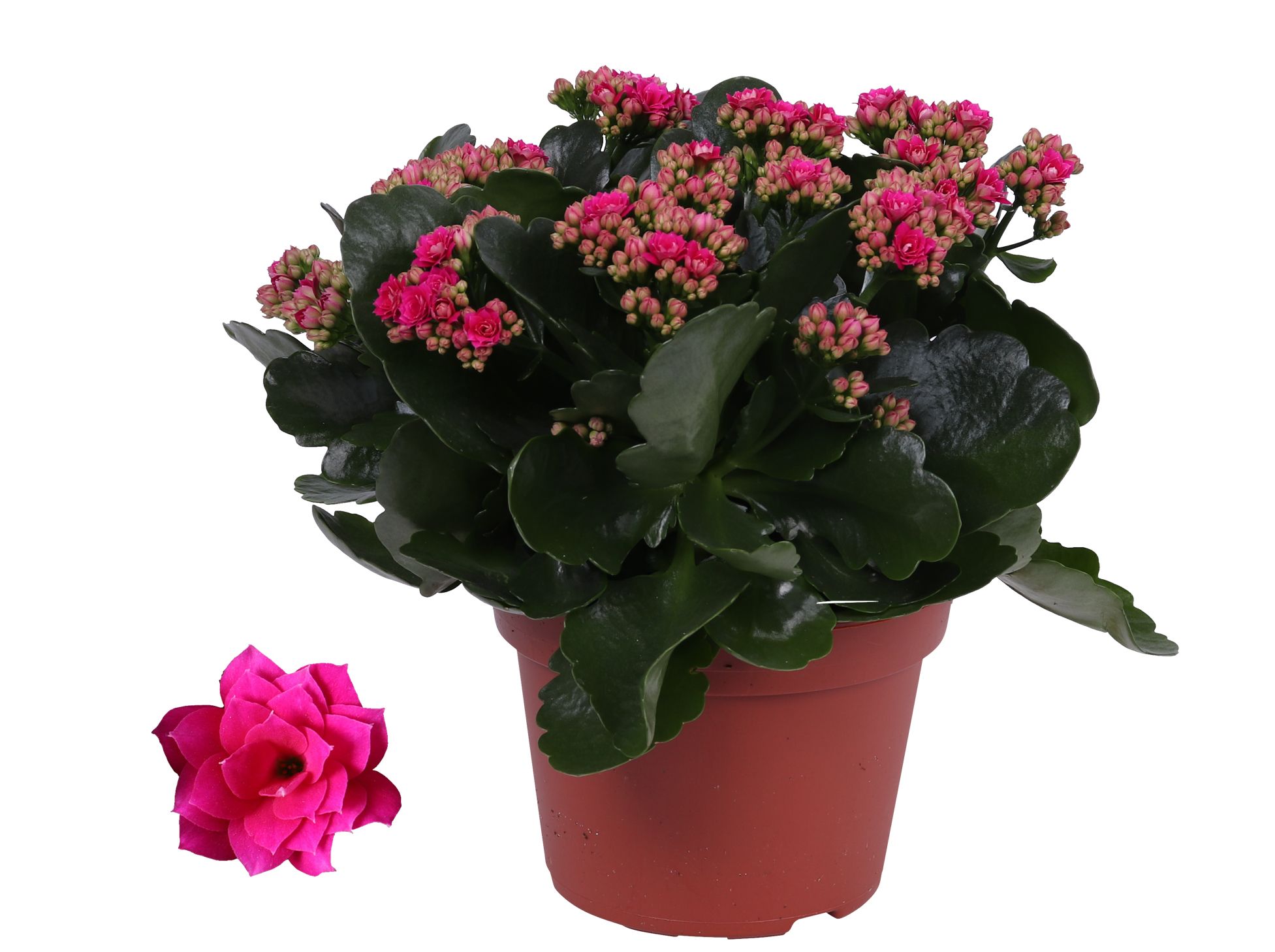 Kalanchoe Rosalina 15cm Don Victorio paars, Zonder hoes, D 15