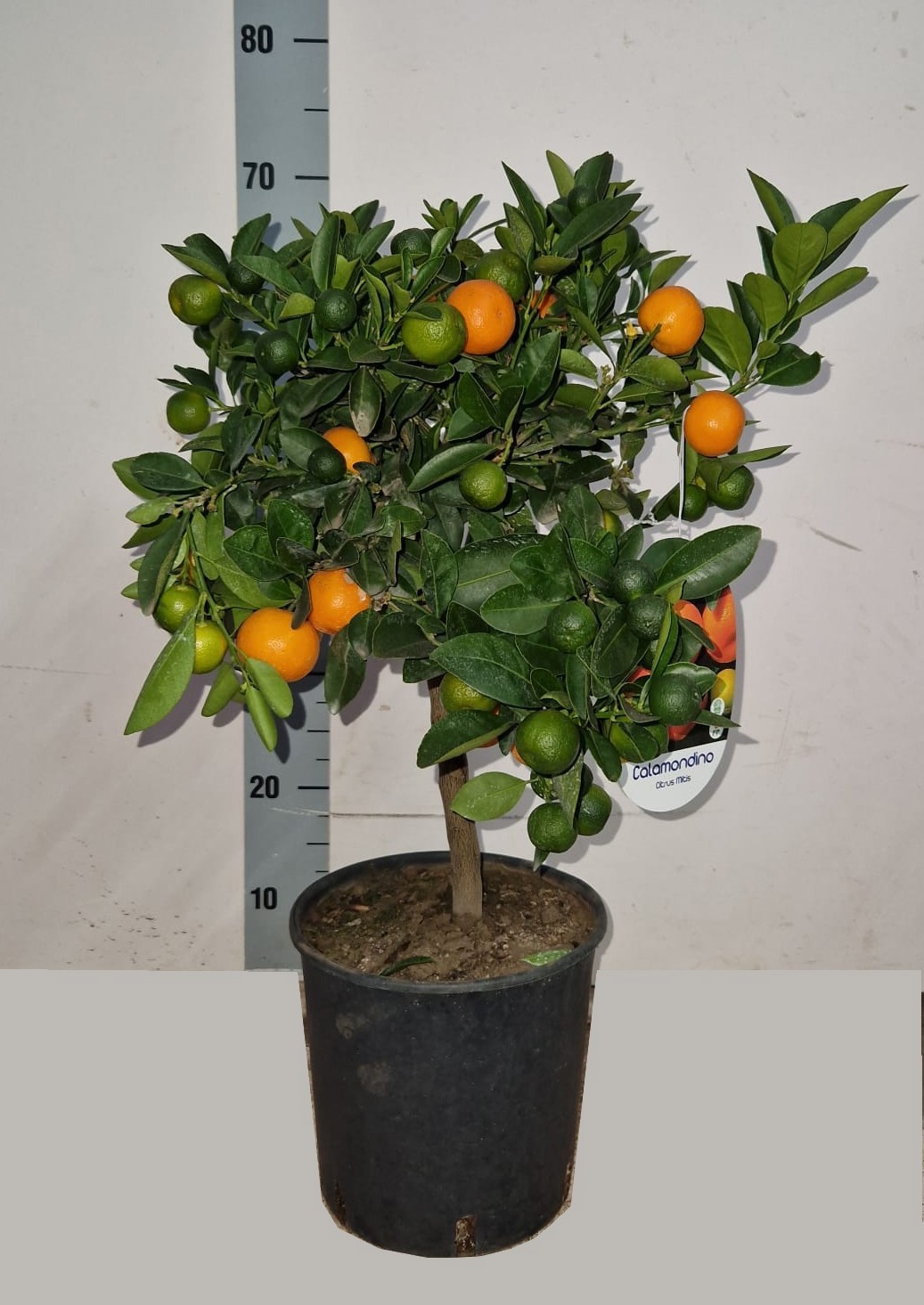CITRUS MICROCARPA CALAMONDIN, D 21