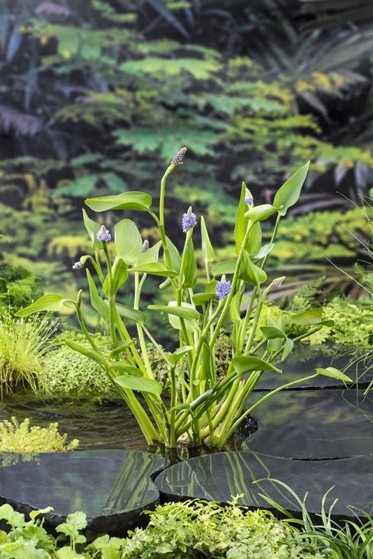 Pontederia cor lanceolata (18x18), D 18